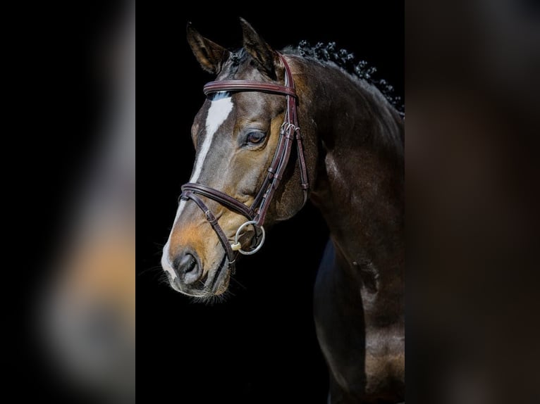 Warmblood suizo Caballo castrado 11 años 165 cm Negro in Oberriet