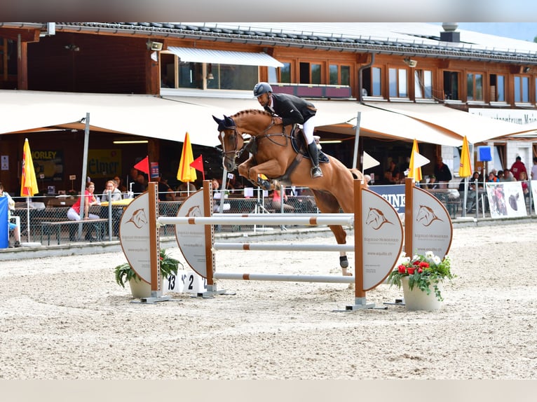 Warmblood suizo Caballo castrado 12 años Alazán in Sax