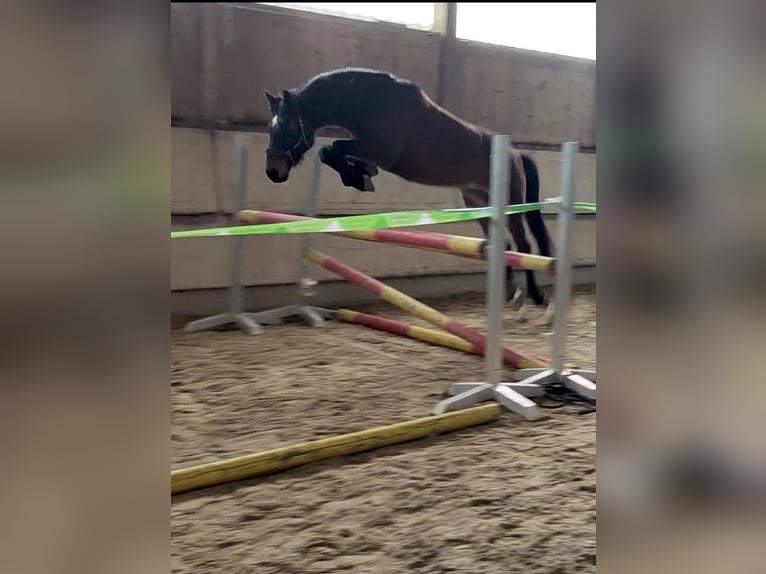 Warmblood suizo Caballo castrado 13 años 155 cm Castaño in Basadingen