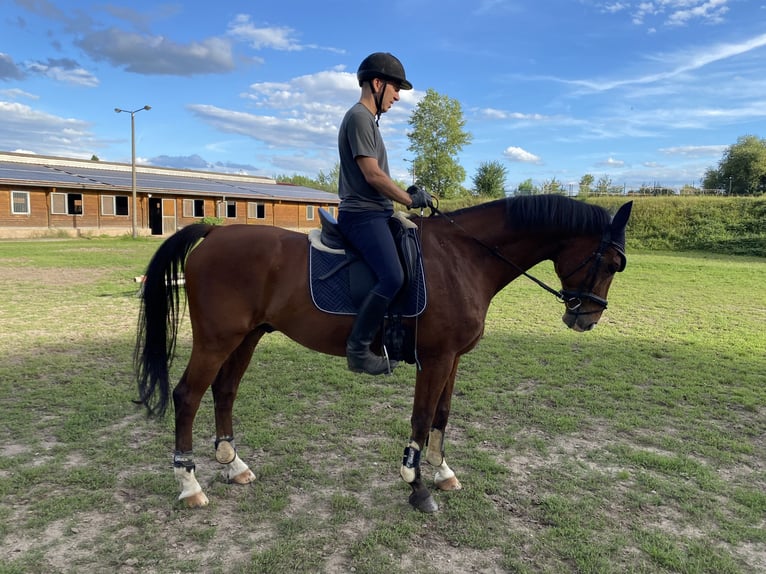 Warmblood suizo Caballo castrado 13 años 168 cm Castaño in Jena