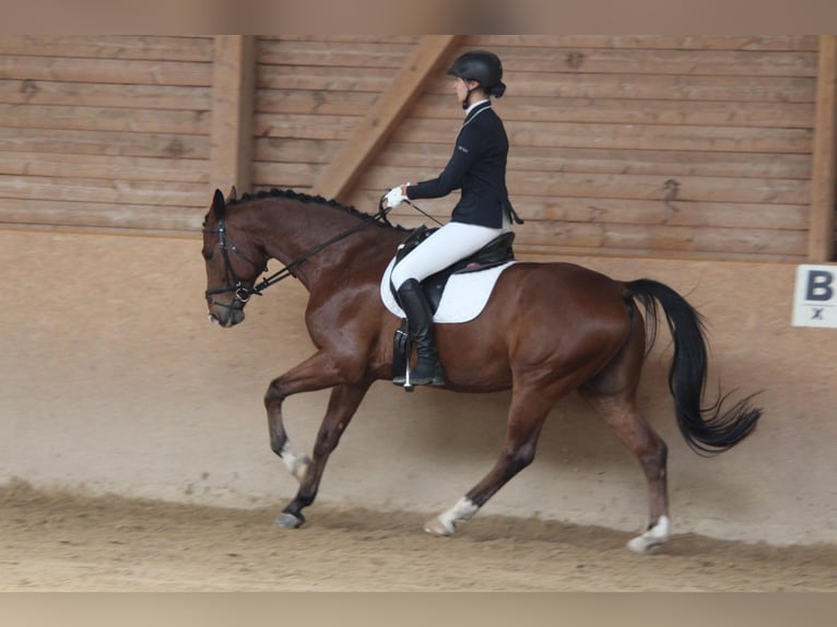 Warmblood suizo Caballo castrado 13 años 168 cm Castaño in Jena