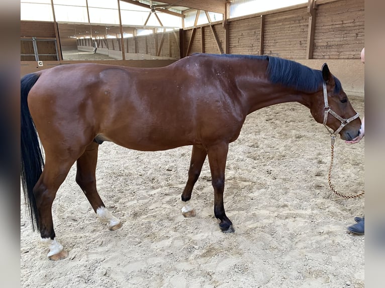 Warmblood suizo Caballo castrado 13 años 168 cm Castaño in Jena