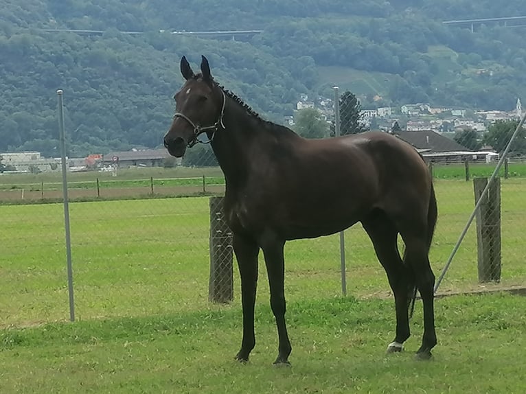 Warmblood suizo Caballo castrado 14 años 164 cm Castaño in S. Antonino