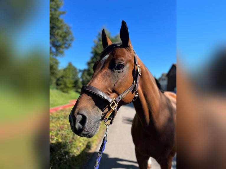 Warmblood suizo Caballo castrado 14 años 165 cm Castaño in Dietikon