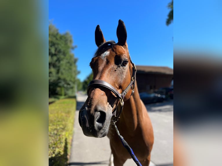 Warmblood suizo Caballo castrado 14 años 165 cm Castaño in Dietikon