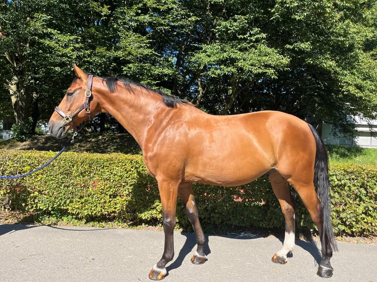 Warmblood suizo Caballo castrado 14 años 165 cm Castaño in Dietikon