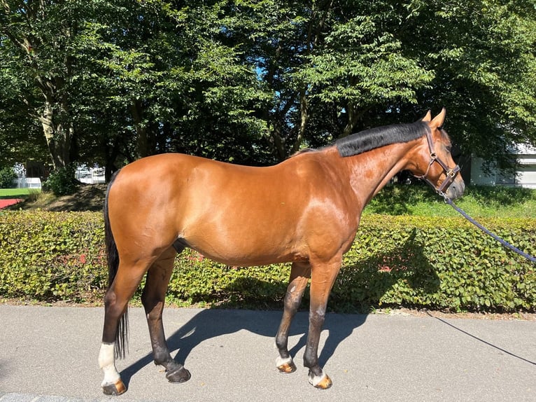 Warmblood suizo Caballo castrado 14 años 165 cm Castaño in Dietikon