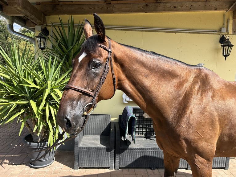 Warmblood suizo Caballo castrado 14 años 171 cm Castaño in Kühnsdorf