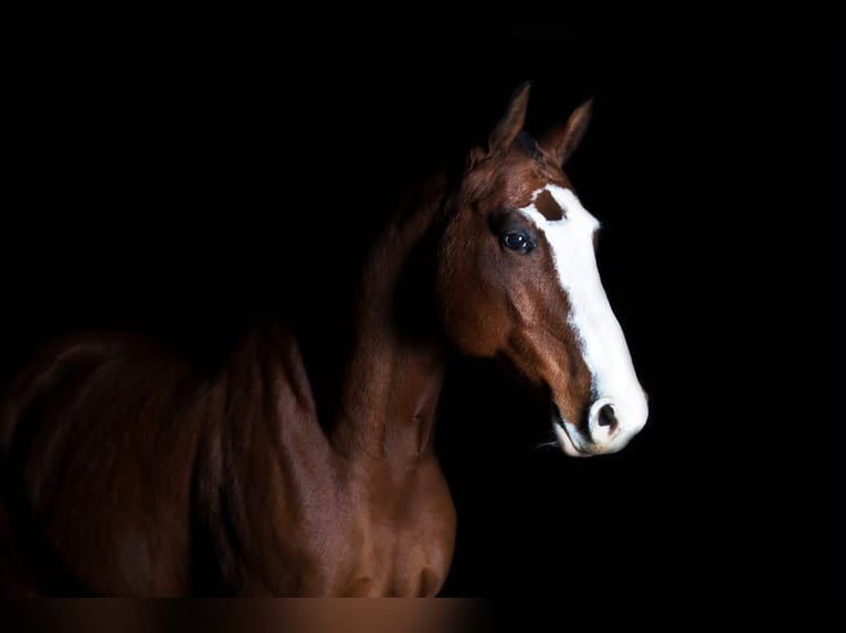 Warmblood suizo Caballo castrado 15 años 165 cm Castaño in Rufi