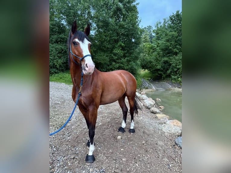 Warmblood suizo Caballo castrado 15 años 165 cm Castaño in Rufi