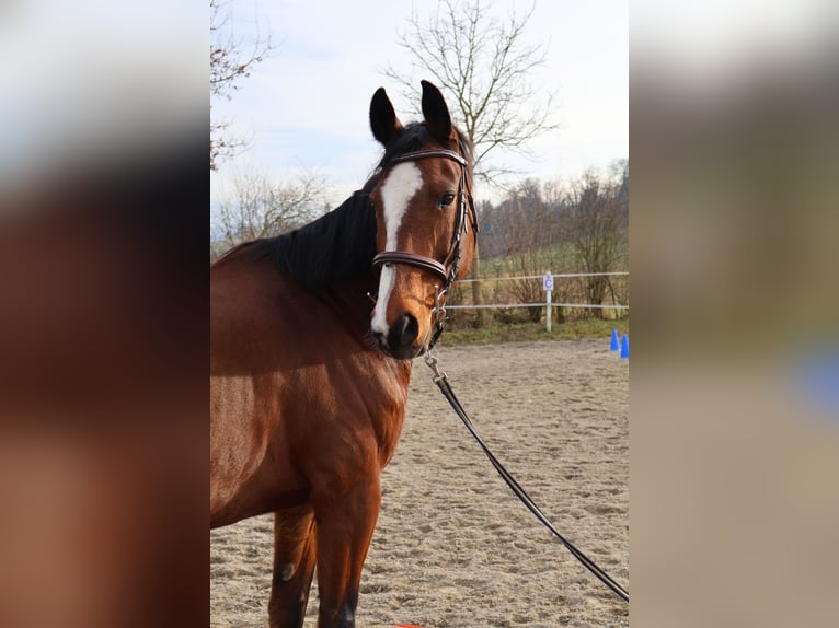 Warmblood suizo Caballo castrado 15 años 167 cm Castaño in Wilihof