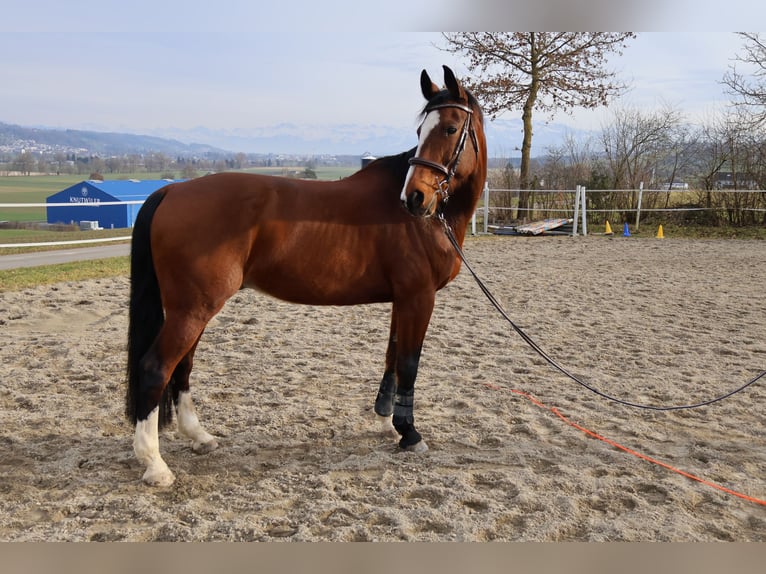 Warmblood suizo Caballo castrado 15 años 167 cm Castaño in Wilihof