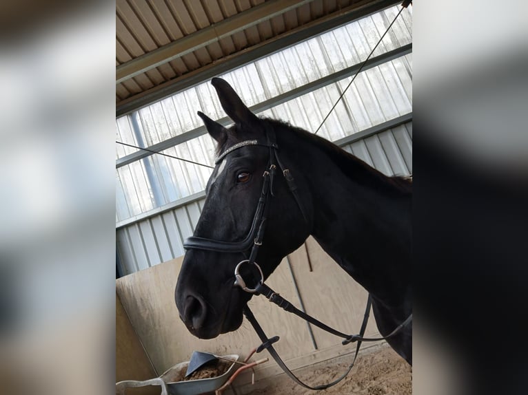 Warmblood suizo Caballo castrado 16 años 169 cm Negro in Altlußheim