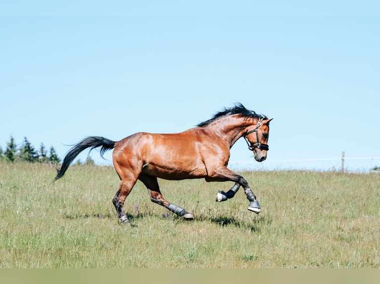 Warmblood suizo Caballo castrado 17 años 163 cm Castaño in Freiensteinau