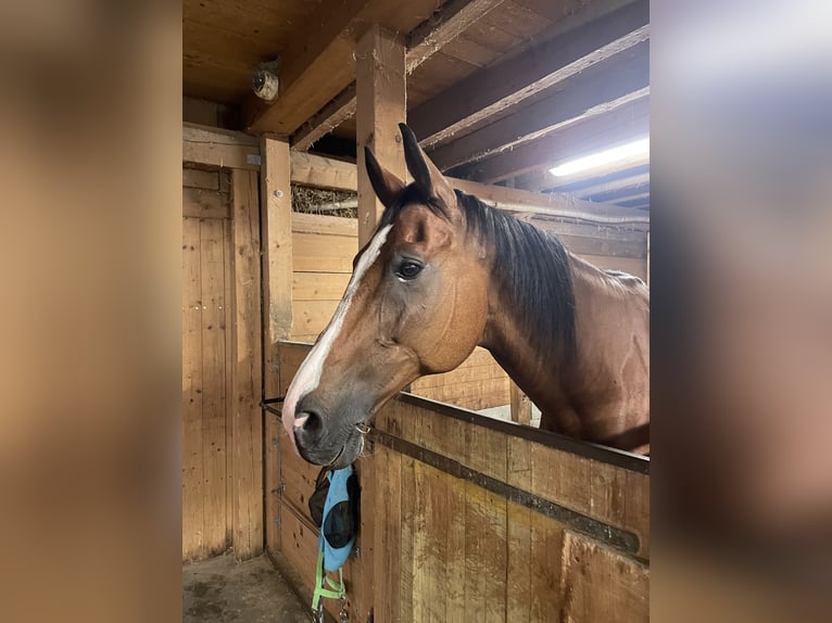 Warmblood suizo Caballo castrado 17 años 170 cm Castaño in Niederhasli
