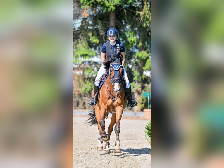 Warmblood suizo Caballo castrado 17 años 175 cm Castaño in Dielsdorf