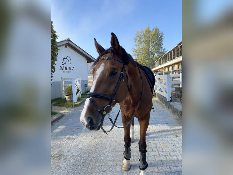 Warmblood suizo Caballo castrado 17 años 175 cm Castaño in Dielsdorf