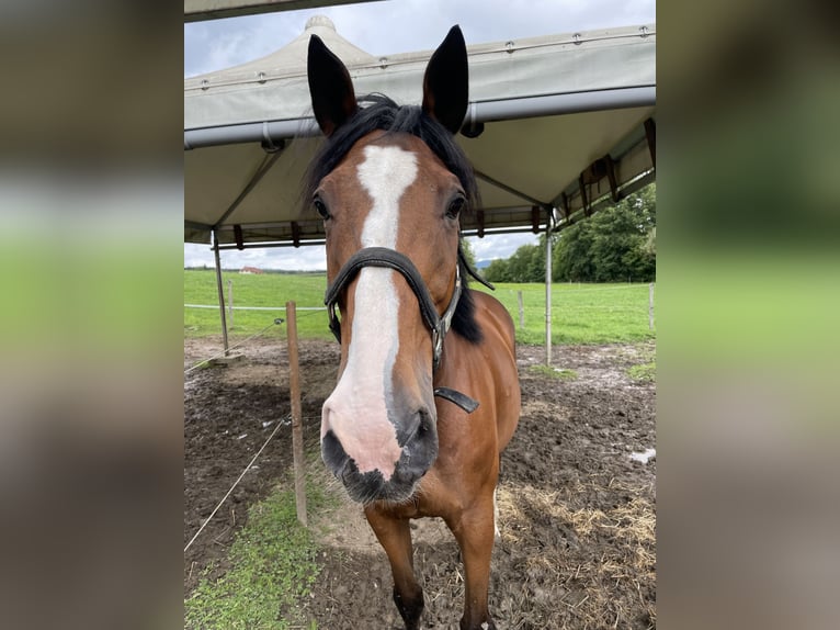 Warmblood suizo Caballo castrado 21 años 170 cm Castaño in Vordemwald