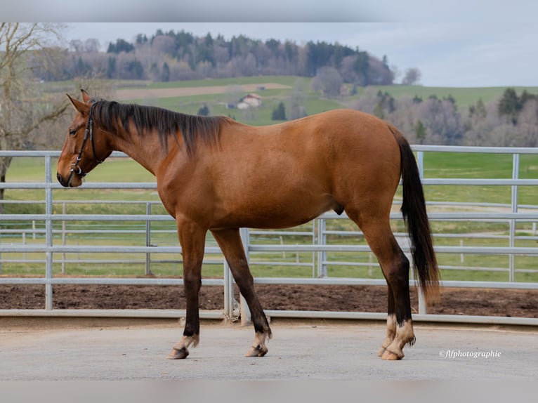 Warmblood suizo Caballo castrado 2 años 160 cm Castaño in St-ursen