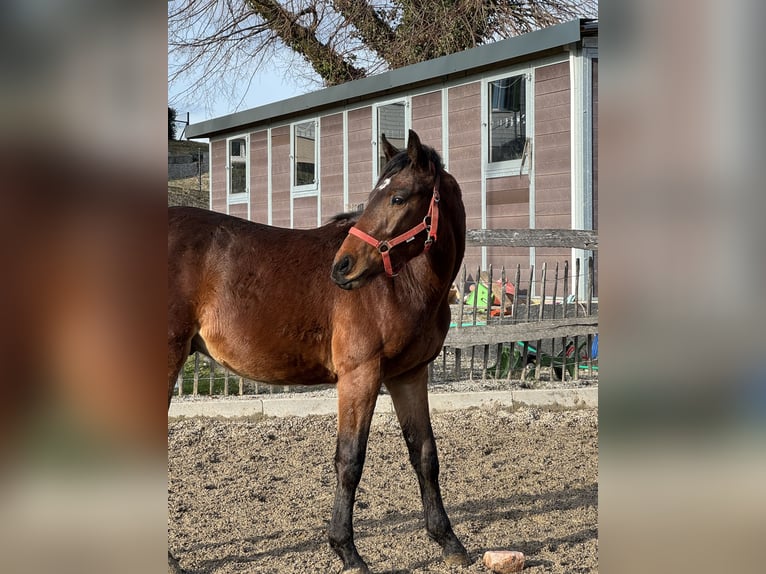 Warmblood suizo Caballo castrado 2 años 163 cm Castaño in Illahrt