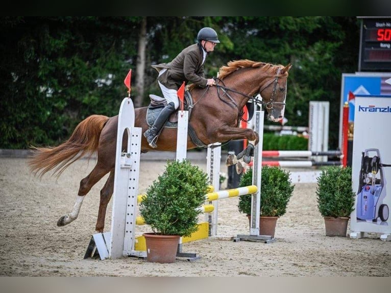 Warmblood suizo Caballo castrado 2 años Castaño in Sigigen