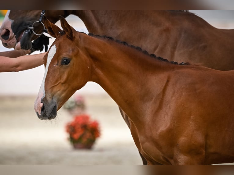 Warmblood suizo Caballo castrado 2 años Castaño in Sigigen