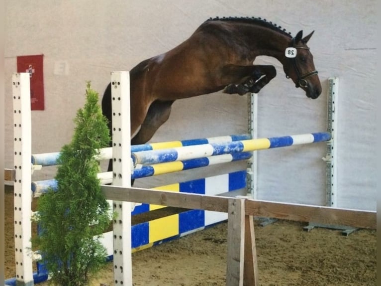 Warmblood suizo Caballo castrado 3 años 163 cm Castaño in Illahrt