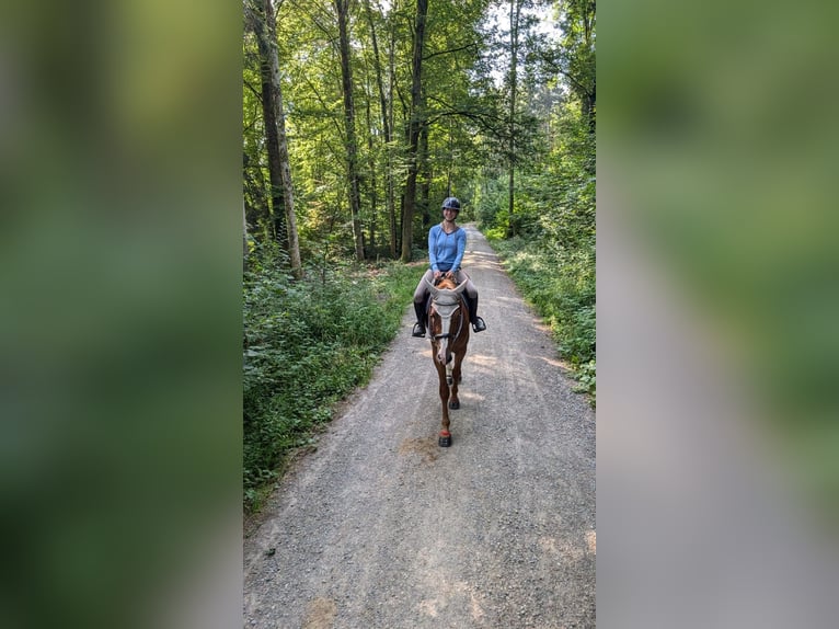 Warmblood suizo Caballo castrado 3 años 170 cm Alazán in Hedingen