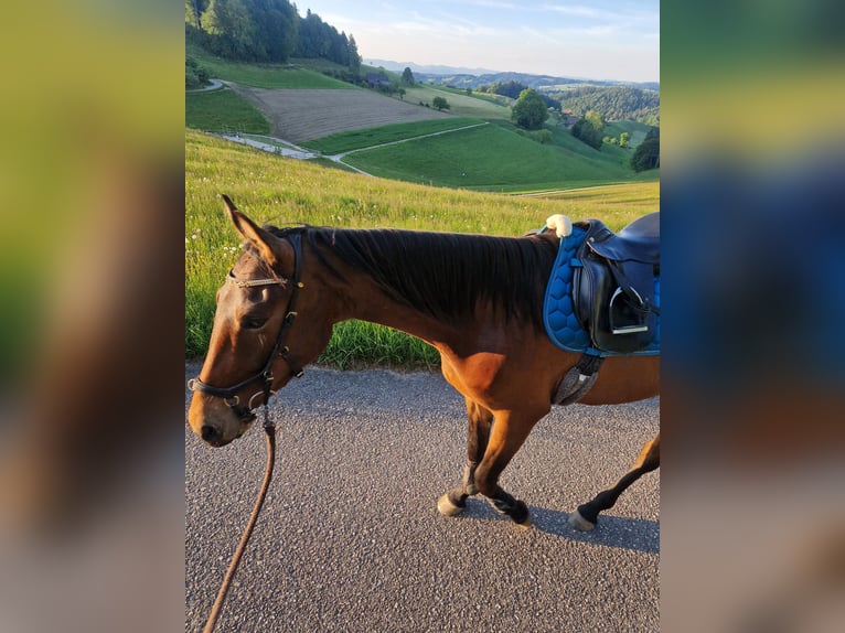 Warmblood suizo Caballo castrado 3 años 170 cm Castaño in Rohrbachgraben
