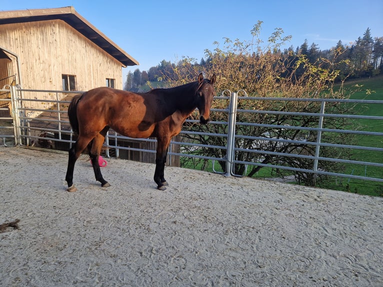 Warmblood suizo Caballo castrado 3 años 170 cm Castaño in Rohrbachgraben