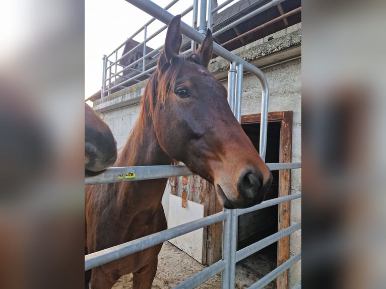 Warmblood suizo Caballo castrado 3 años 170 cm Castaño in Rohrbachgraben