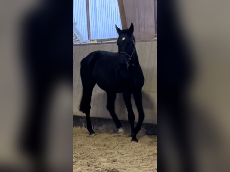 Warmblood suizo Caballo castrado 3 años 170 cm Morcillo in Balingen
