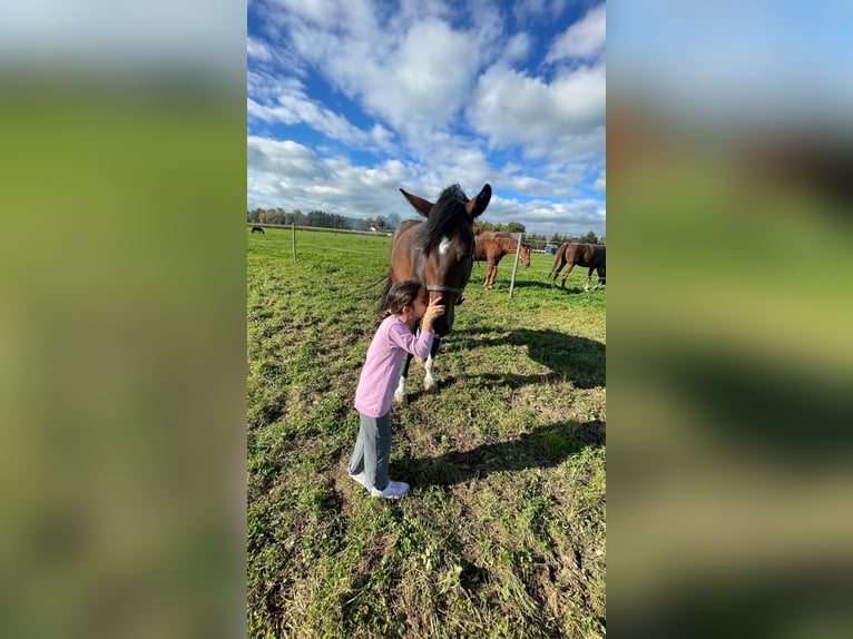 Warmblood suizo Caballo castrado 4 años 165 cm Castaño in Dettighofen