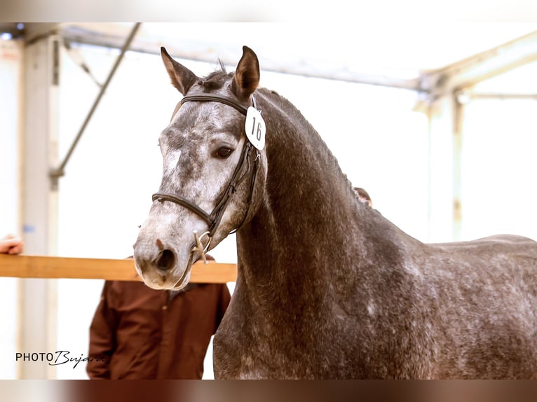 Warmblood suizo Caballo castrado 4 años 165 cm Tordo in Cornol