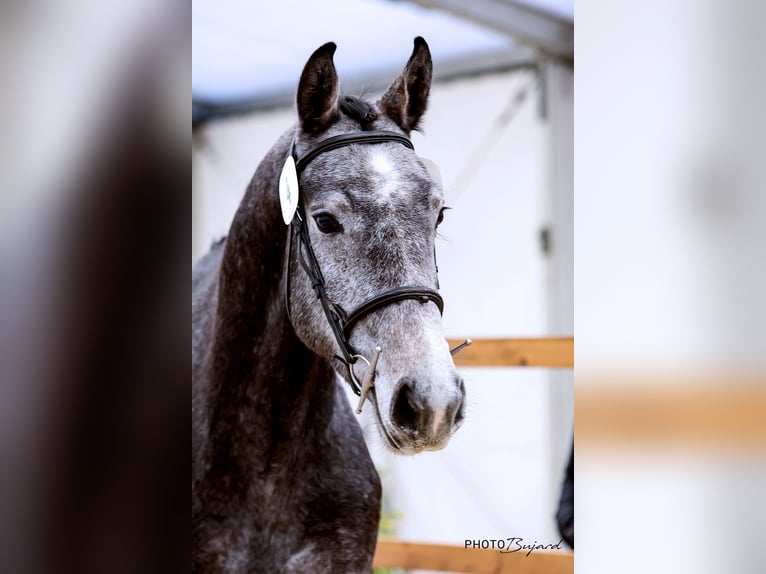 Warmblood suizo Caballo castrado 4 años 165 cm Tordo in Vilars NE