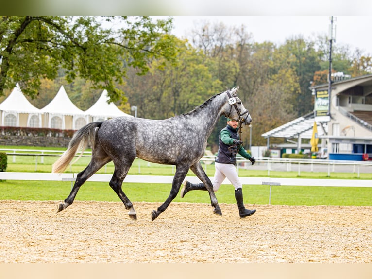 Warmblood suizo Caballo castrado 4 años 168 cm Tordo in Pfeffingen