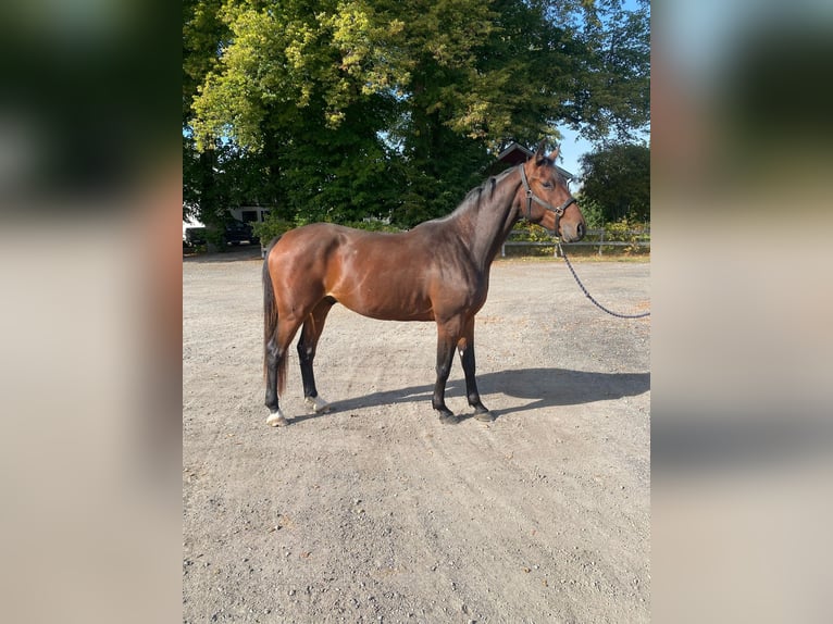 Warmblood suizo Caballo castrado 4 años 169 cm Castaño in Mons-en-P&#xE9;v&#xE8;le