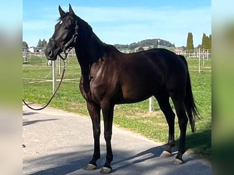 Warmblood suizo Caballo castrado 4 años 171 cm Castaño oscuro in Schwarzenburg