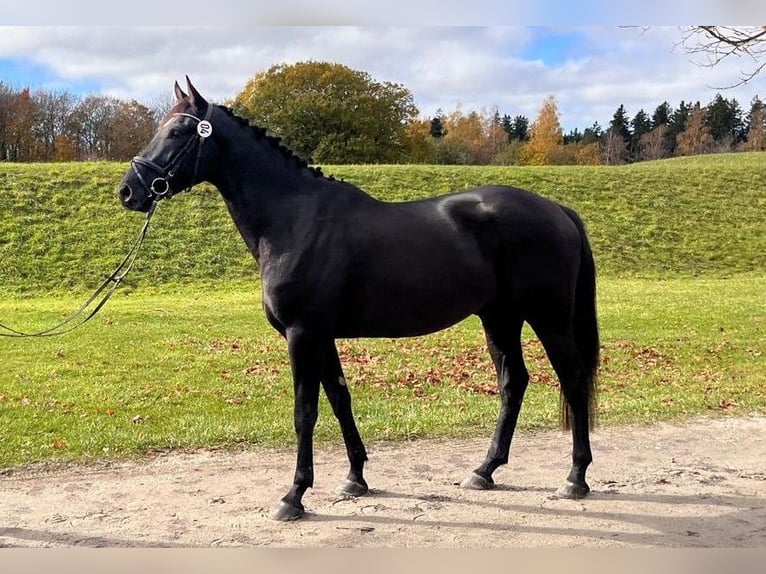 Warmblood suizo Caballo castrado 4 años 171 cm Castaño oscuro in SchwarzenburgSchwarzenburg