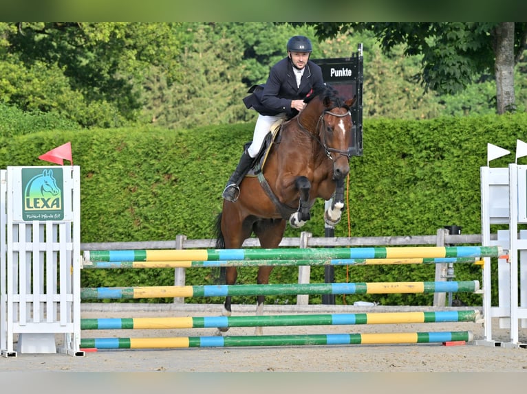 Warmblood suizo Caballo castrado 4 años Castaño in Gohl