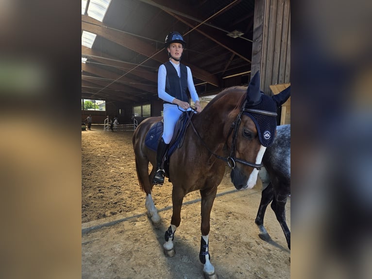 Warmblood suizo Caballo castrado 5 años 165 cm Alazán in Pampigny