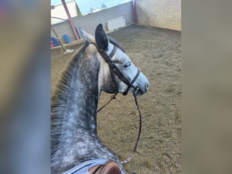 Warmblood suizo Caballo castrado 5 años 165 cm Tordo in S. Antonino