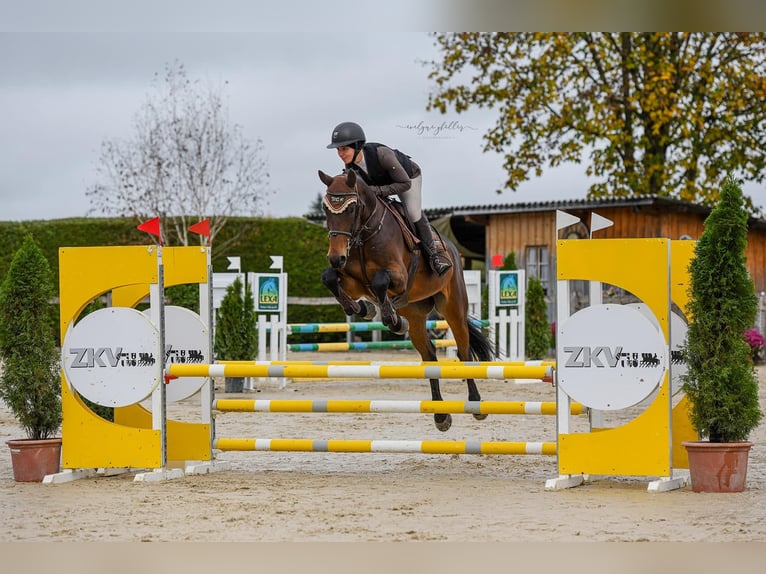 Warmblood suizo Caballo castrado 5 años 169 cm Castaño in Kyburg-Buchegg