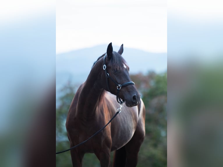 Warmblood suizo Caballo castrado 5 años 169 cm Castaño oscuro in Hinteregg