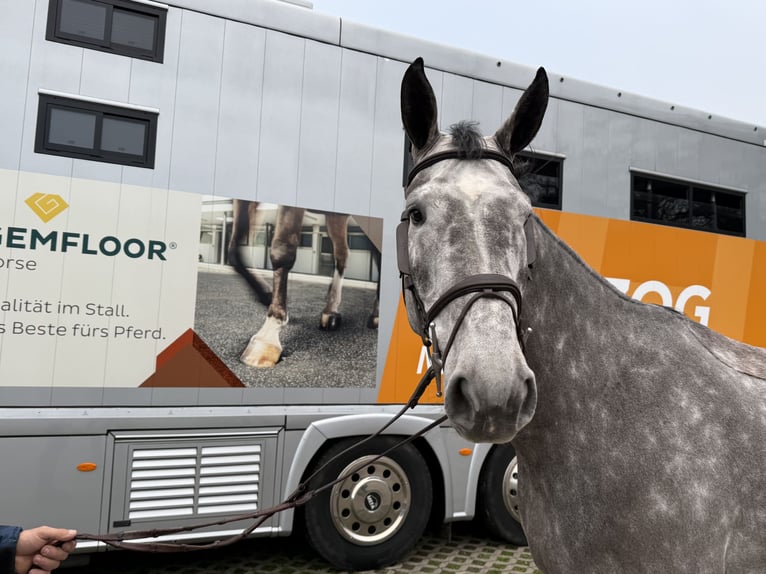 Warmblood suizo Caballo castrado 5 años 170 cm Tordo rodado in Bad S&#xE4;ckingen