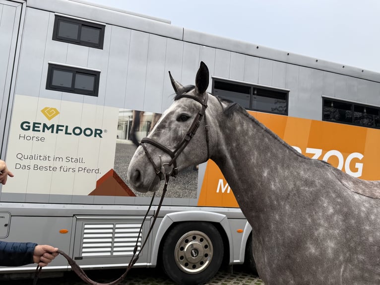Warmblood suizo Caballo castrado 5 años 170 cm Tordo rodado in Bad S&#xE4;ckingen