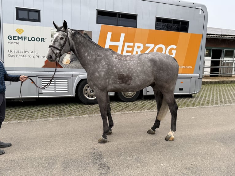 Warmblood suizo Caballo castrado 5 años 170 cm Tordo rodado in Bad S&#xE4;ckingen
