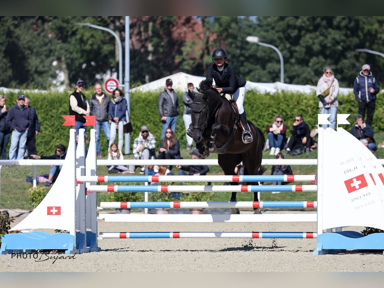 Warmblood suizo Caballo castrado 5 años 172 cm Castaño oscuro in Zielebach