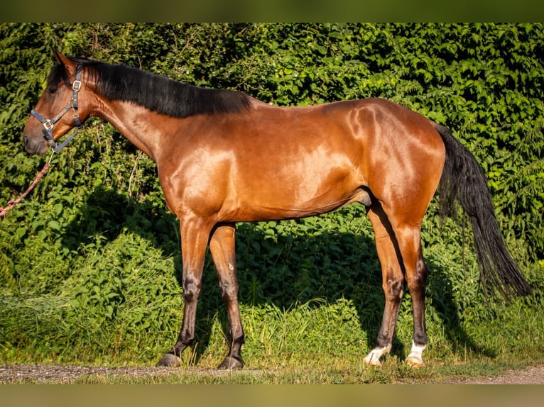 Warmblood suizo Caballo castrado 5 años 173 cm Castaño oscuro in Niederhasli