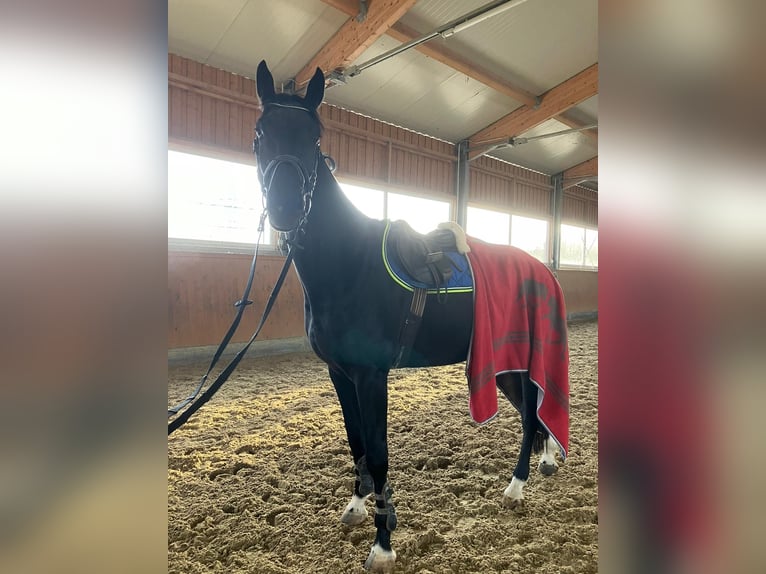 Warmblood suizo Caballo castrado 5 años 176 cm Negro in Menden
